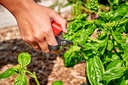 ergocut-dead-header-6.jpg